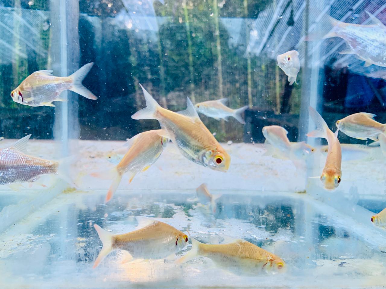 albino red eye fish