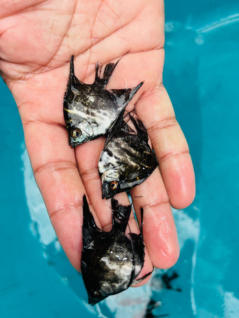 new asian fish farm & Aquarium black angel fish