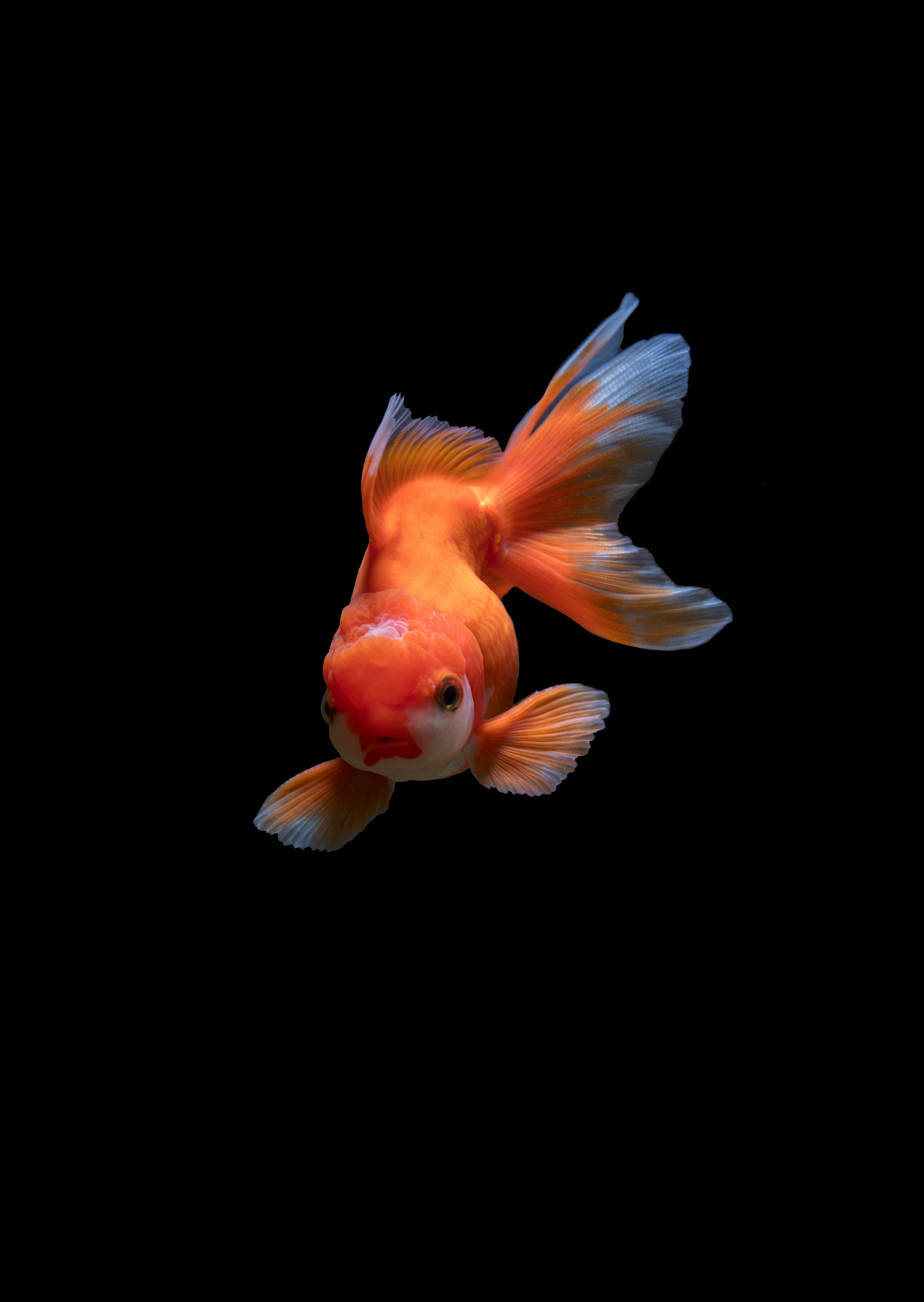 new asian fish farm & Aquarium-Gold fish