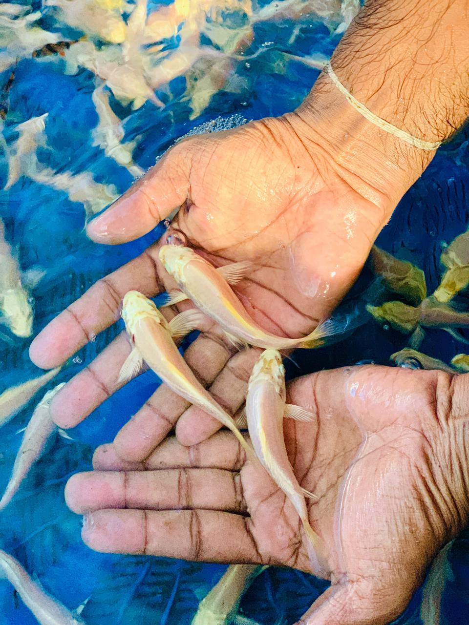 white platinum calf fish